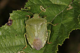 Image of Green shield bug