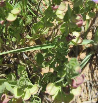 Image of sticky skullcap