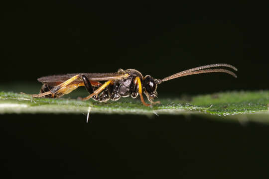 Image of ichneumon wasps