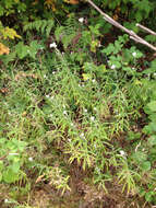 Image of Pearly Everlasting