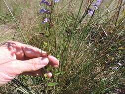 Image of downy lobelia