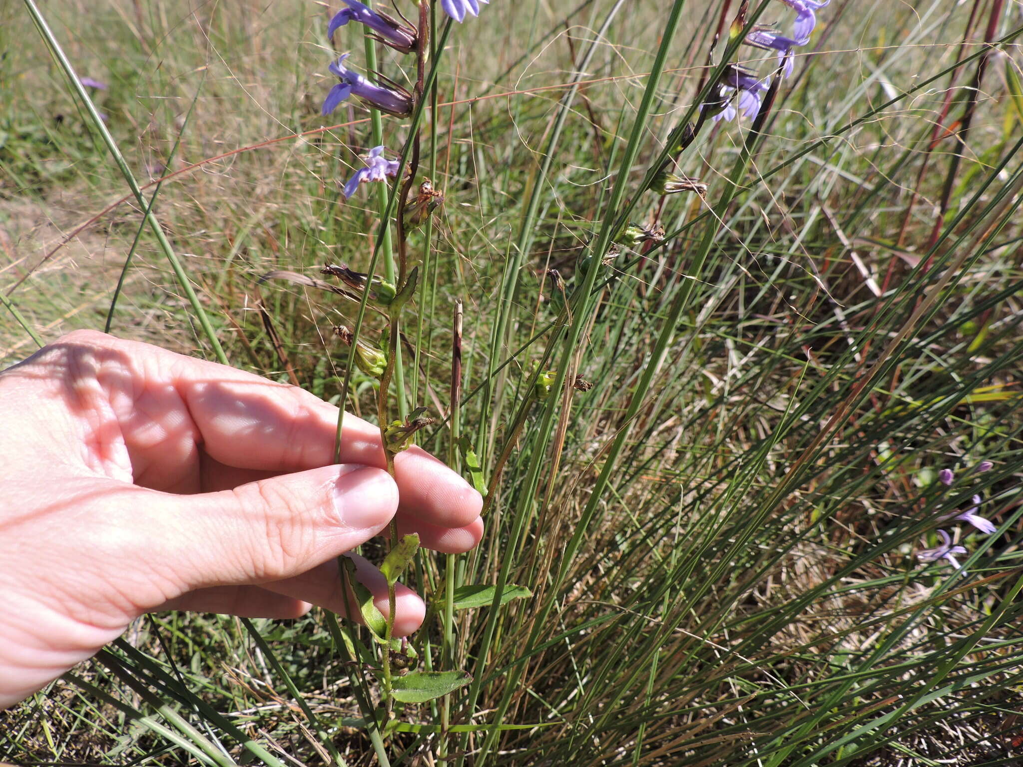 Image of downy lobelia