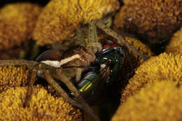 Image of Raft spider