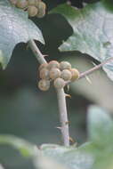 Image de Solanum stramonifolium Jacq.