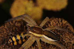 Image of Raft spider