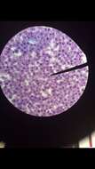 Plasmodium subgen. Laverania的圖片