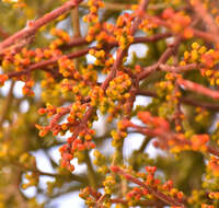 Image of mesquite mistletoe