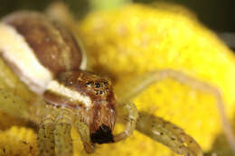 Image of Raft spider