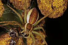 Image of Raft spider