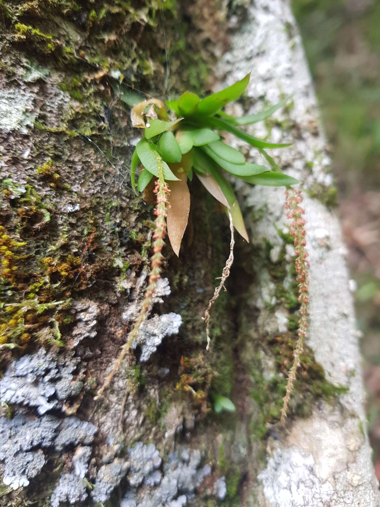 Image of Soldier's crest orchid