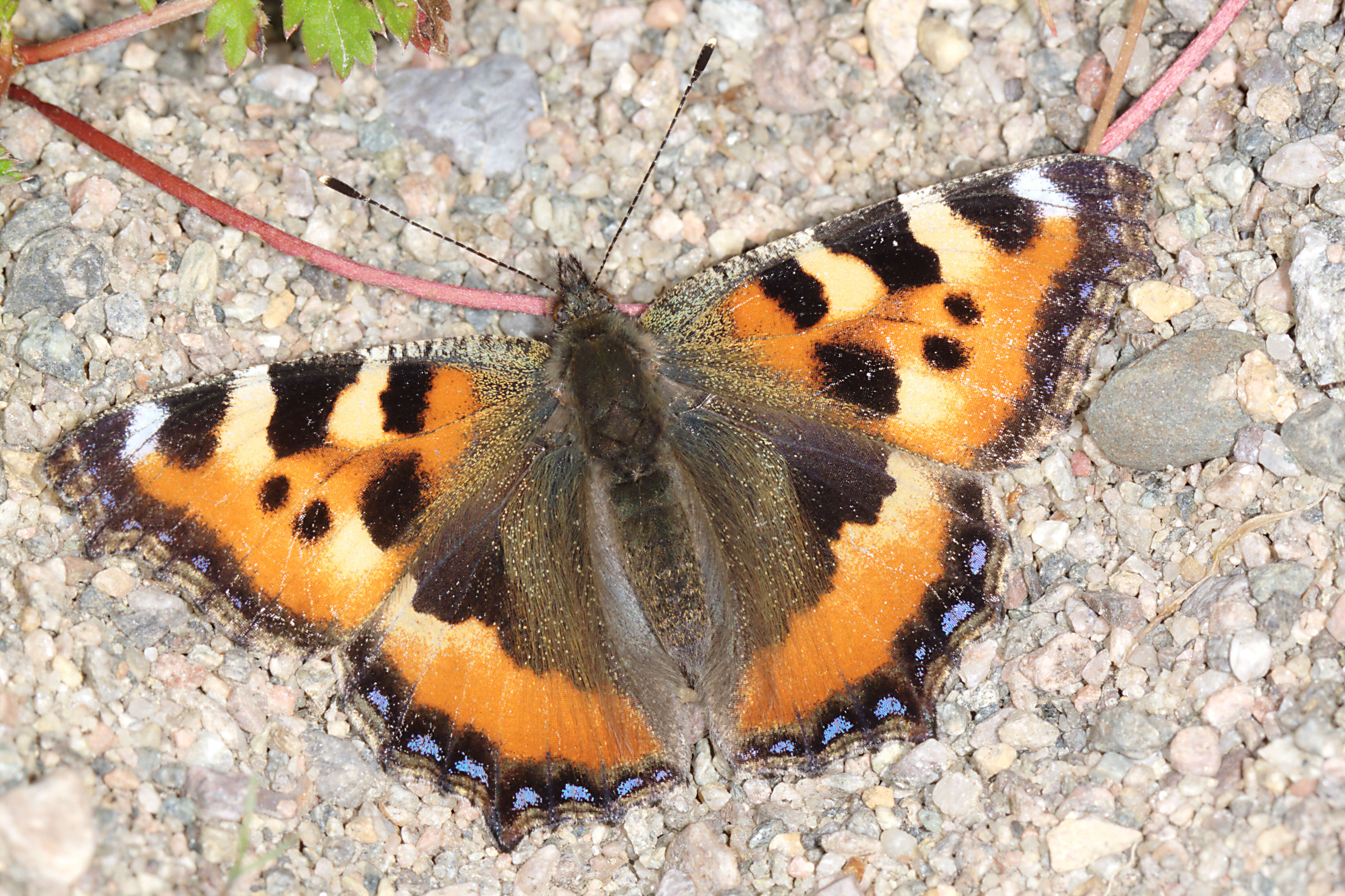 Imagem de Aglais urticae Linnaeus 1758