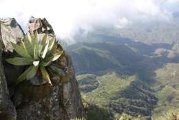 Image of Agave aurea var. promontorii (Trel.) R. H. Webb & G. D. Starr