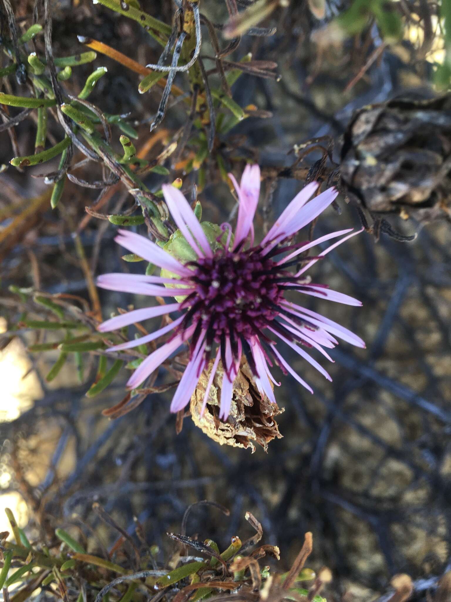 Image de Gypothamnium pinifolium Phil.