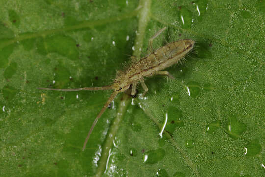 Image of Elongate-bodied Springtails