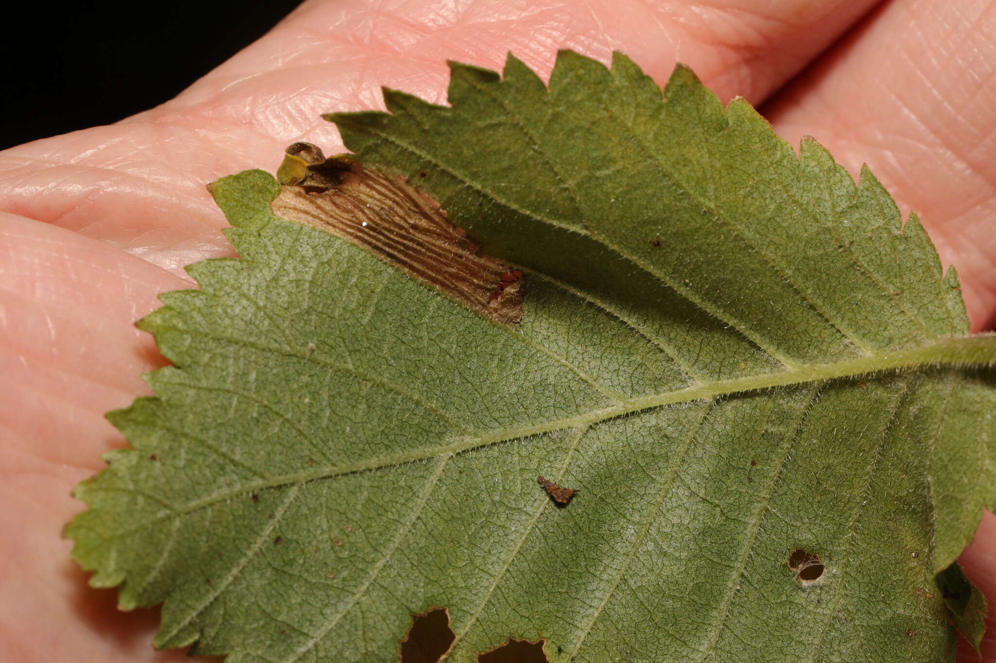 Image of Phyllonorycter schreberella (Fabricius 1781)