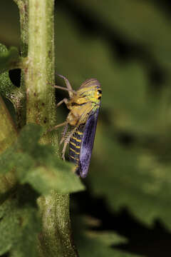 Image of Cicadella viridis (Linnaeus 1758)