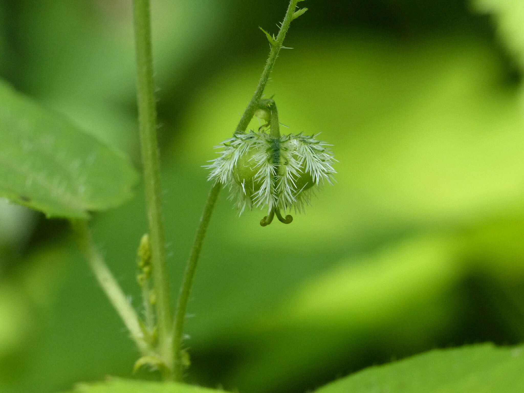 Image of Tragia involucrata L.