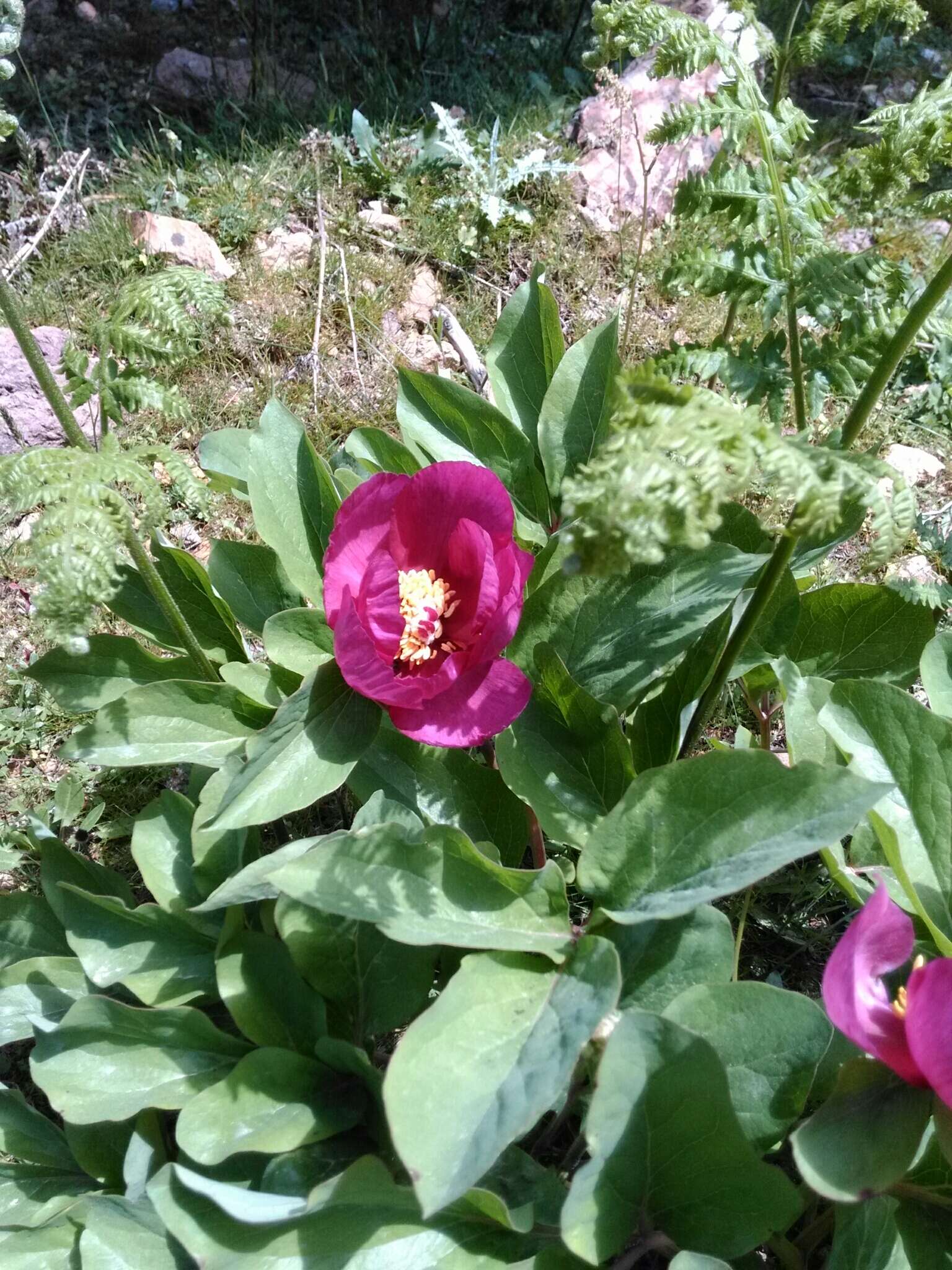 Image of Paeonia mascula subsp. mascula