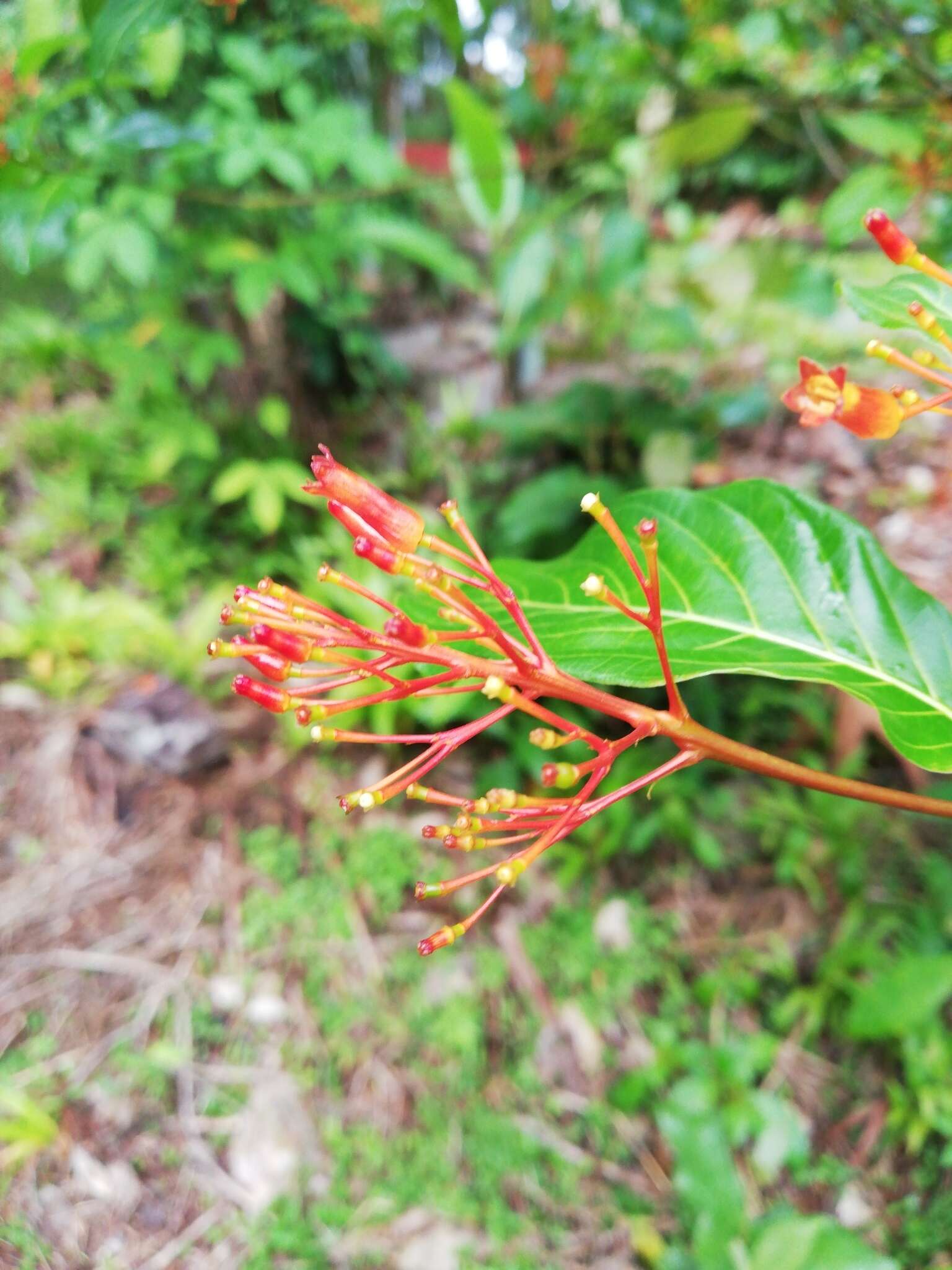 Plancia ëd Palicourea crocea (Sw.) Schult.