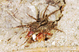 Image of Pardosa lugubris (Walckenaer 1802)