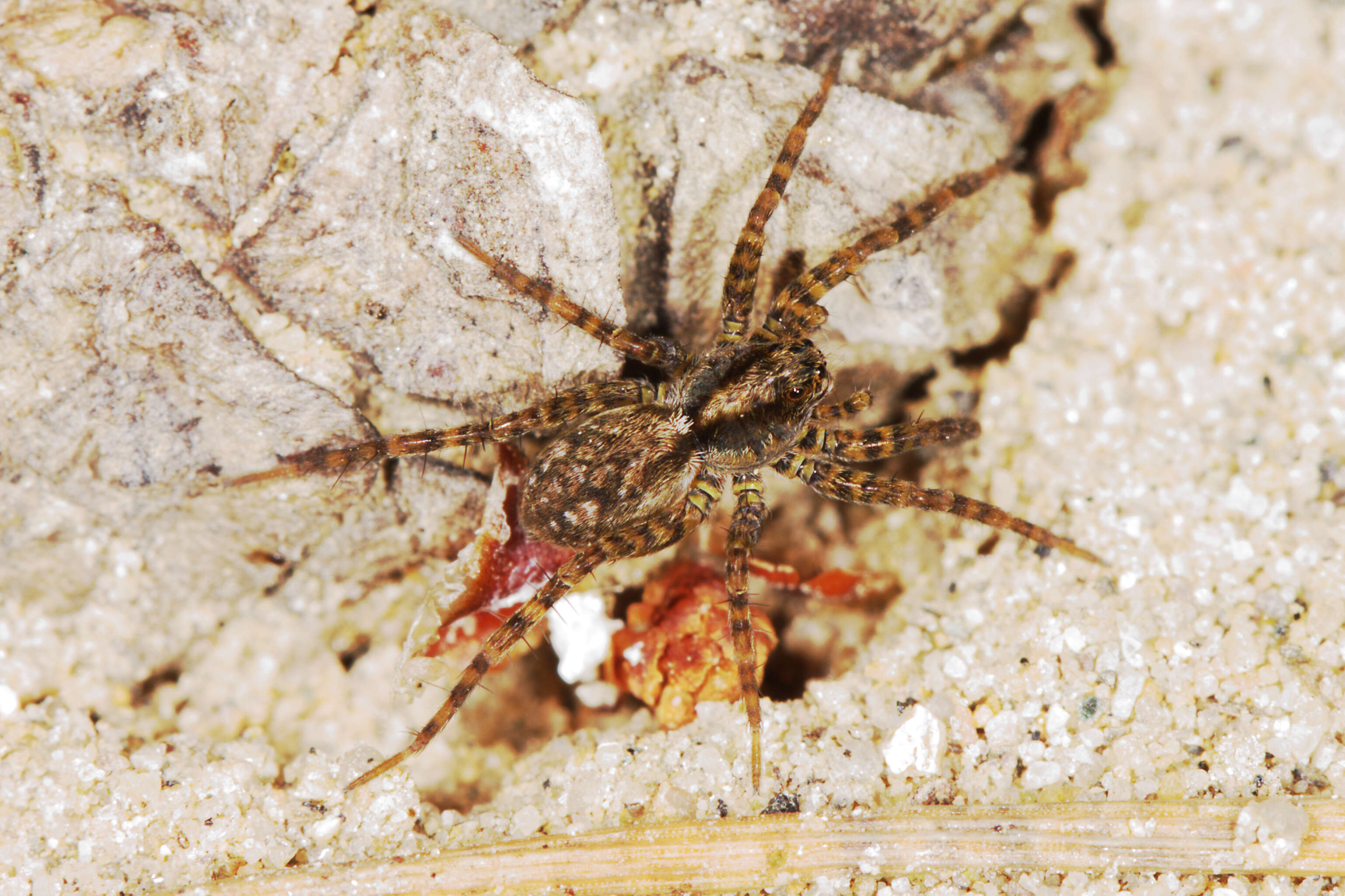 Image of Pardosa lugubris (Walckenaer 1802)