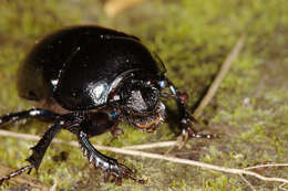 Слика од Anoplotrupes