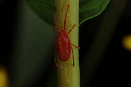 Image of Trombidium holosericeum