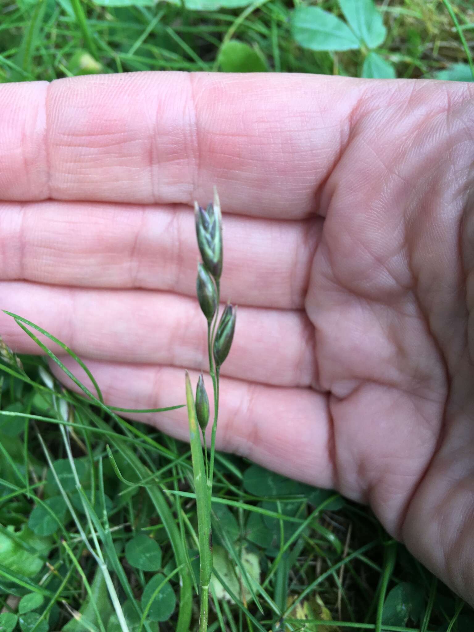 Слика од Danthonia decumbens (L.) DC.