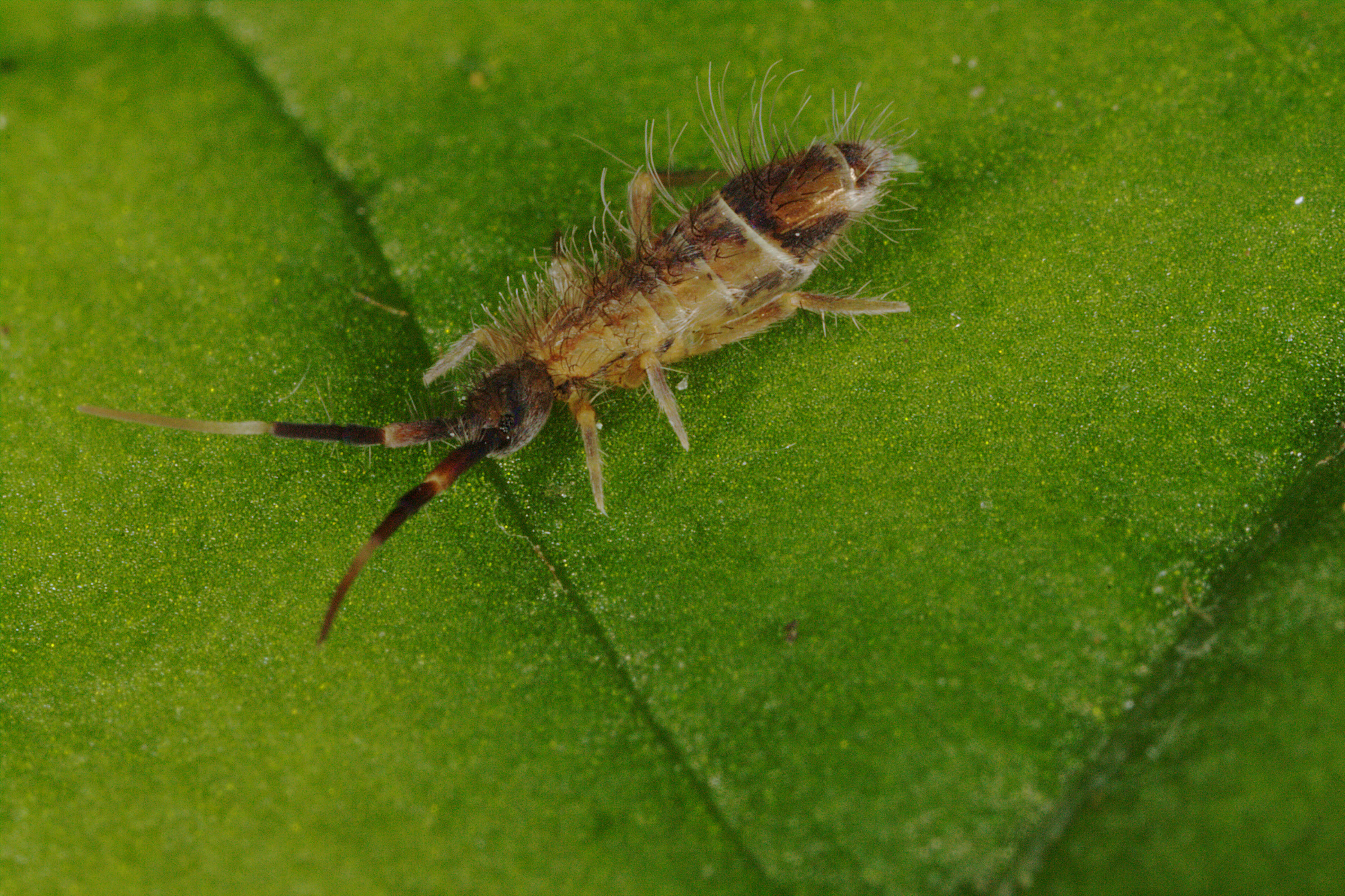 Image of Elongate-bodied Springtails