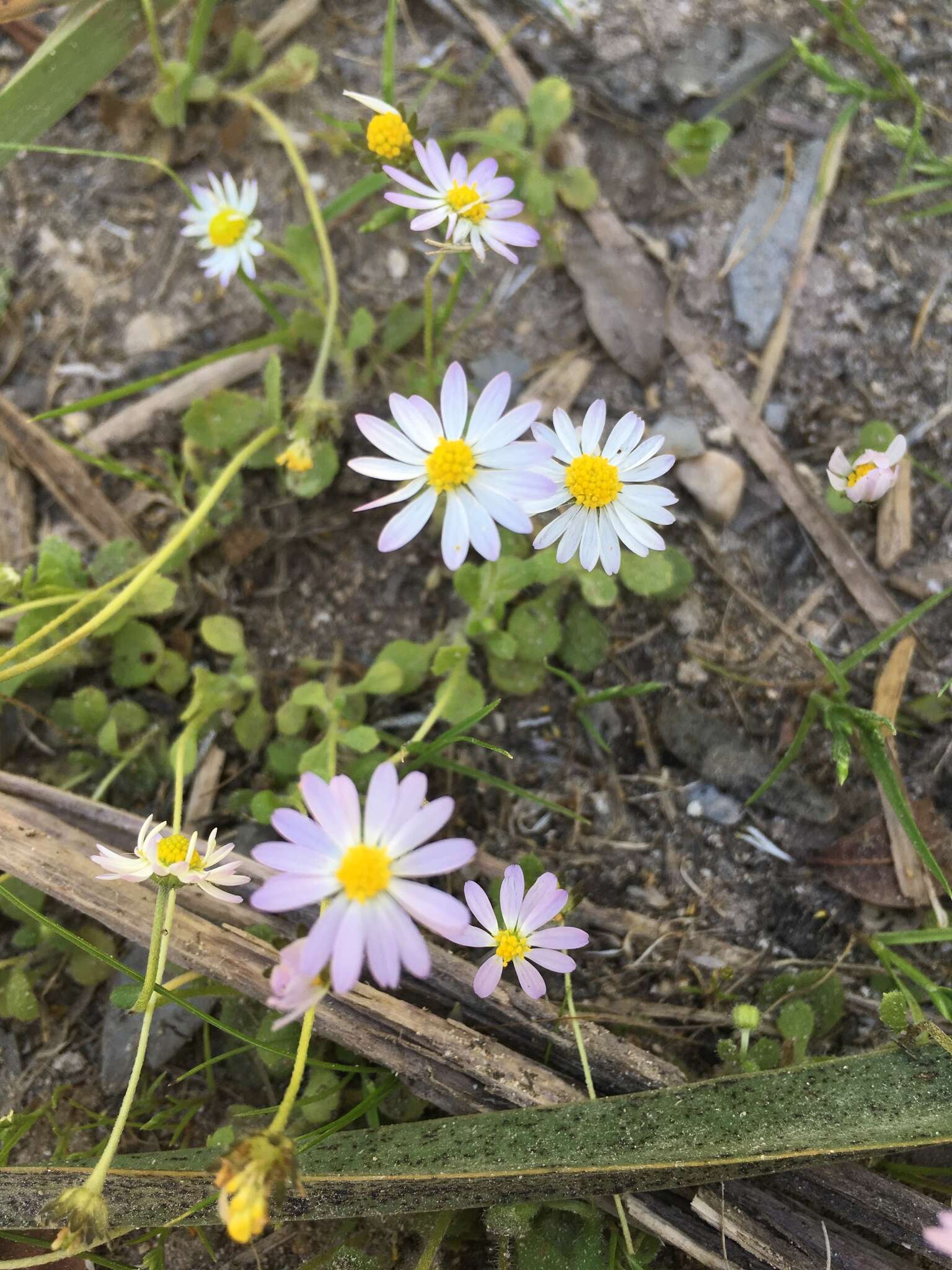 Image of Annual daisy