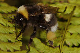 Image of Bumblebees