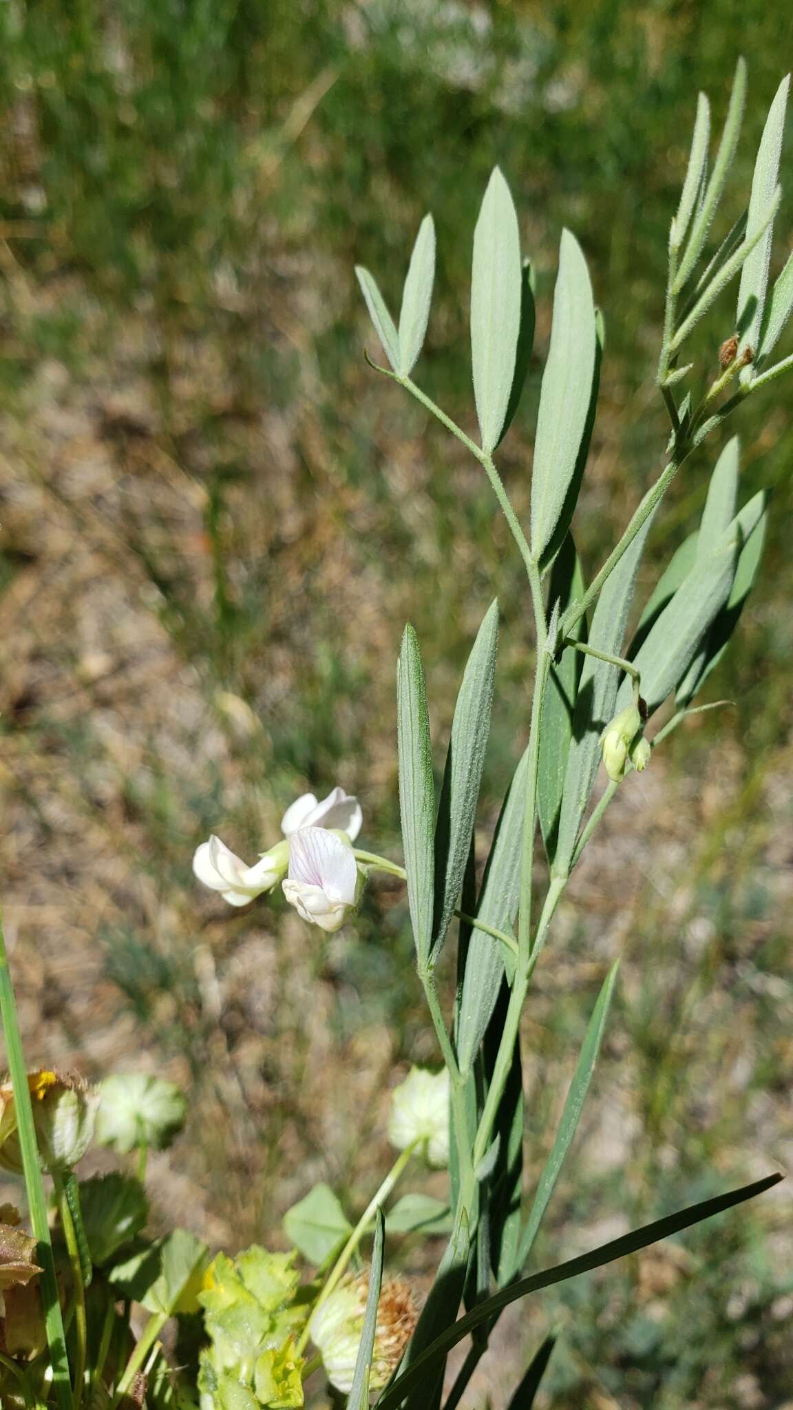 Imagem de Lathyrus lanszwertii subsp. aridus (Piper) Bradshaw