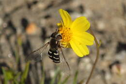 Imagem de Scaeva pyrastri (Linnaeus 1758)