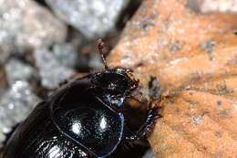 Слика од Anoplotrupes