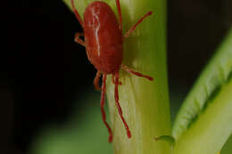 Image of Trombidium holosericeum