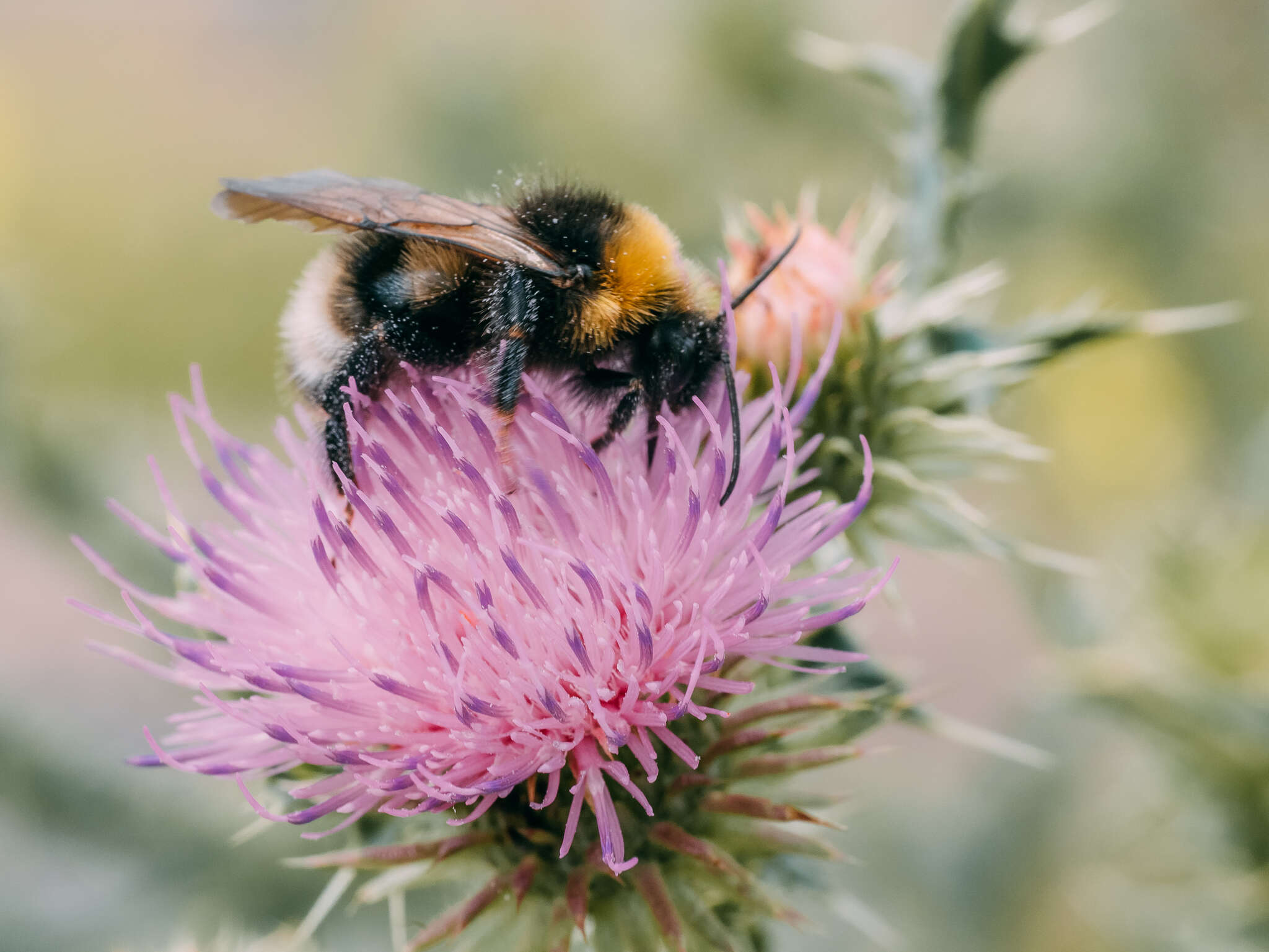 Image of Bombus sylvestris (Lepeletier 1832)