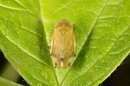 Image of spittlebugs