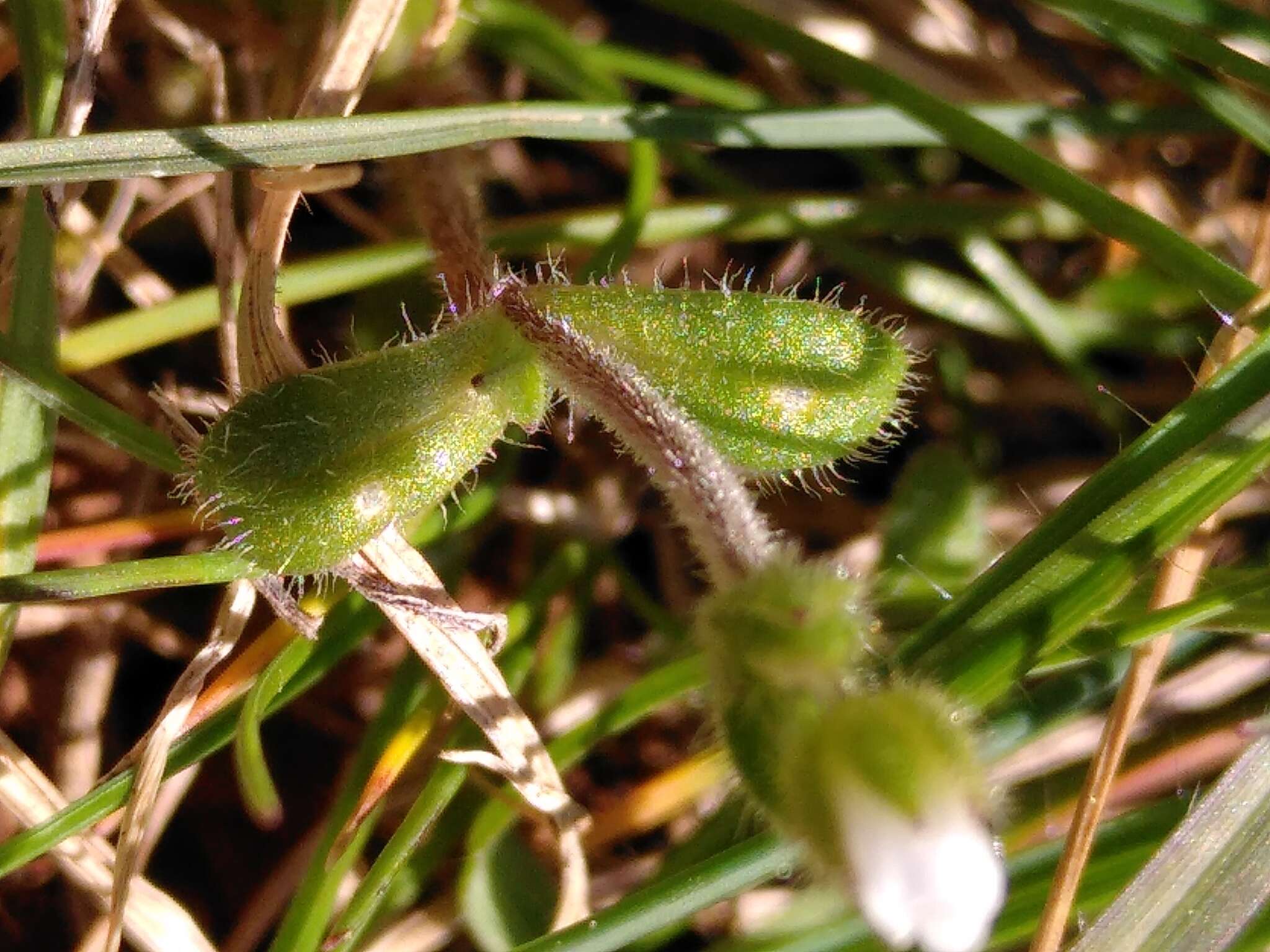 Image of European chickweed