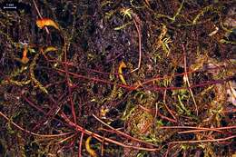 Image of hygroamblystegium moss