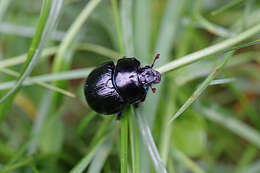 Слика од Anoplotrupes