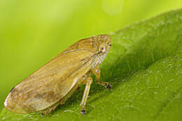 Image of spittlebugs