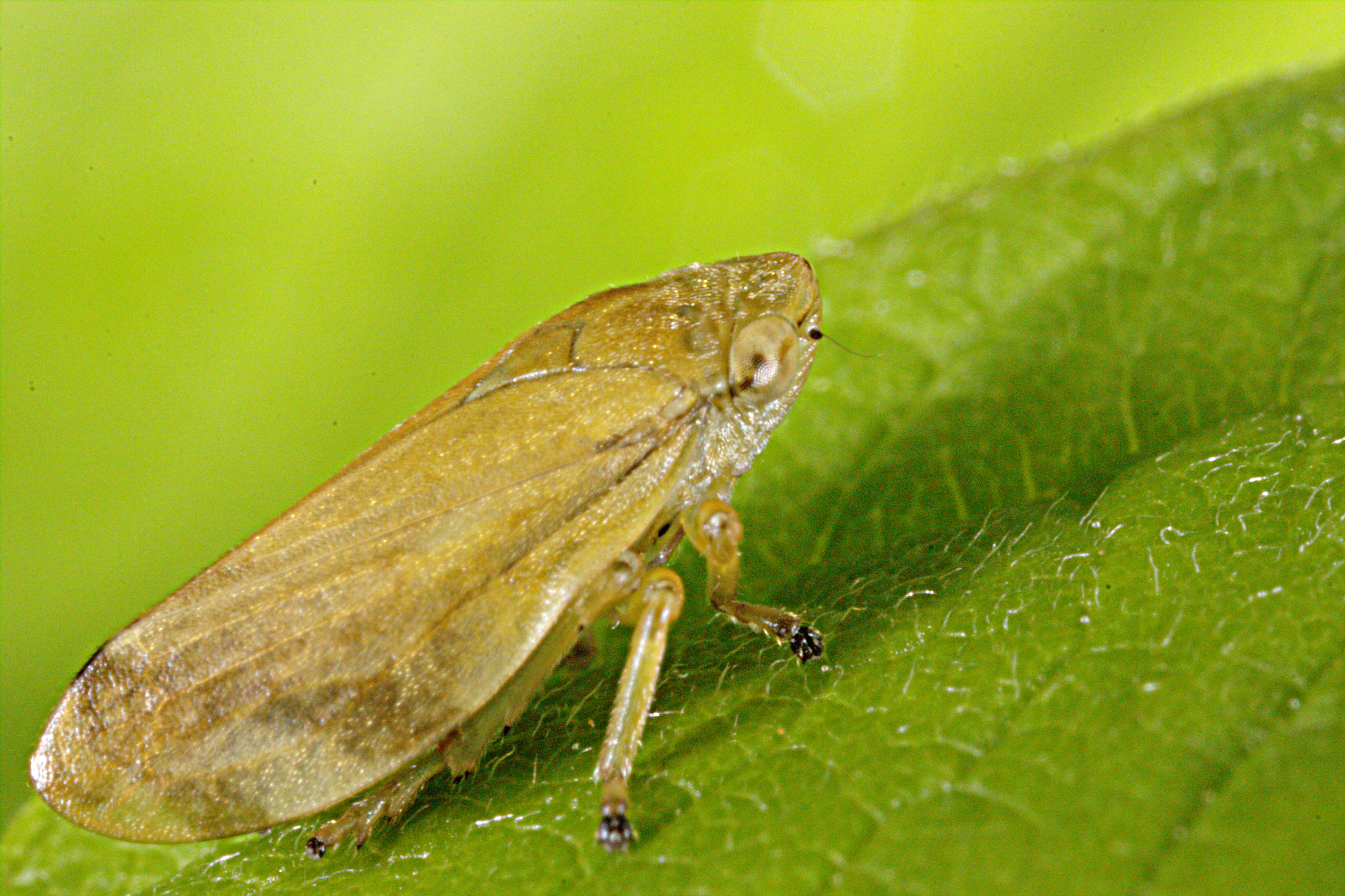 Image of spittlebugs