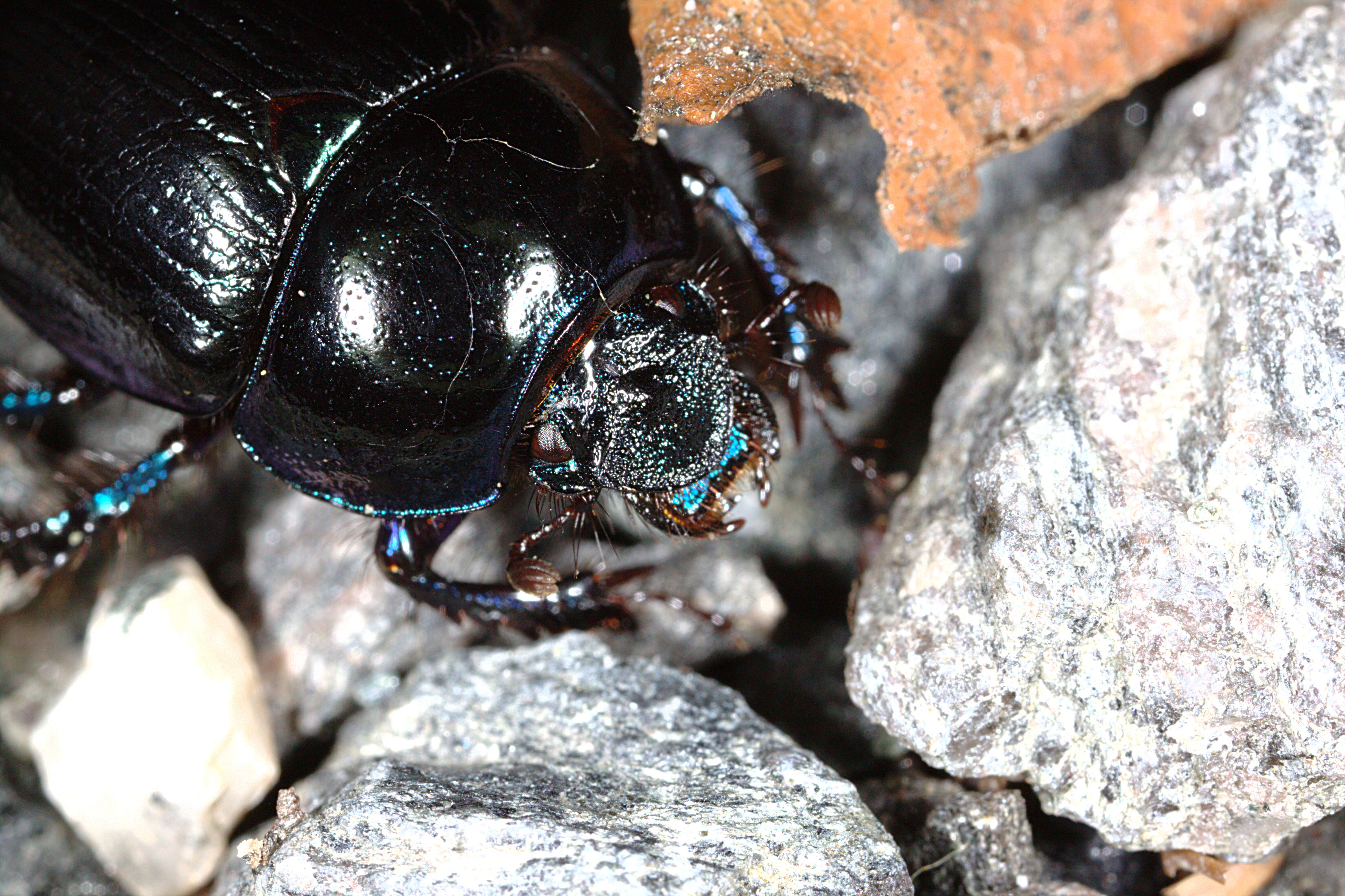 Image of Anoplotrupes