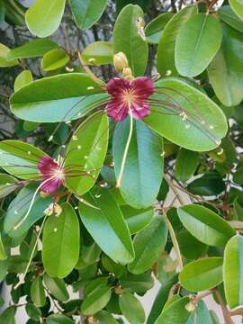 Image of Capparis cynophallophora L.