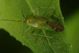 Image of Lygocoris