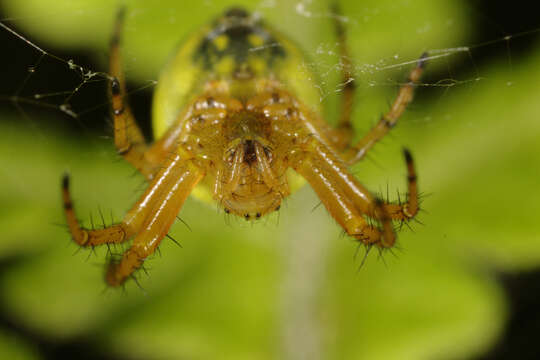 Image of Enoplognatha ovata (Clerck 1757)