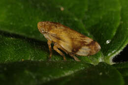 Image of spittlebugs