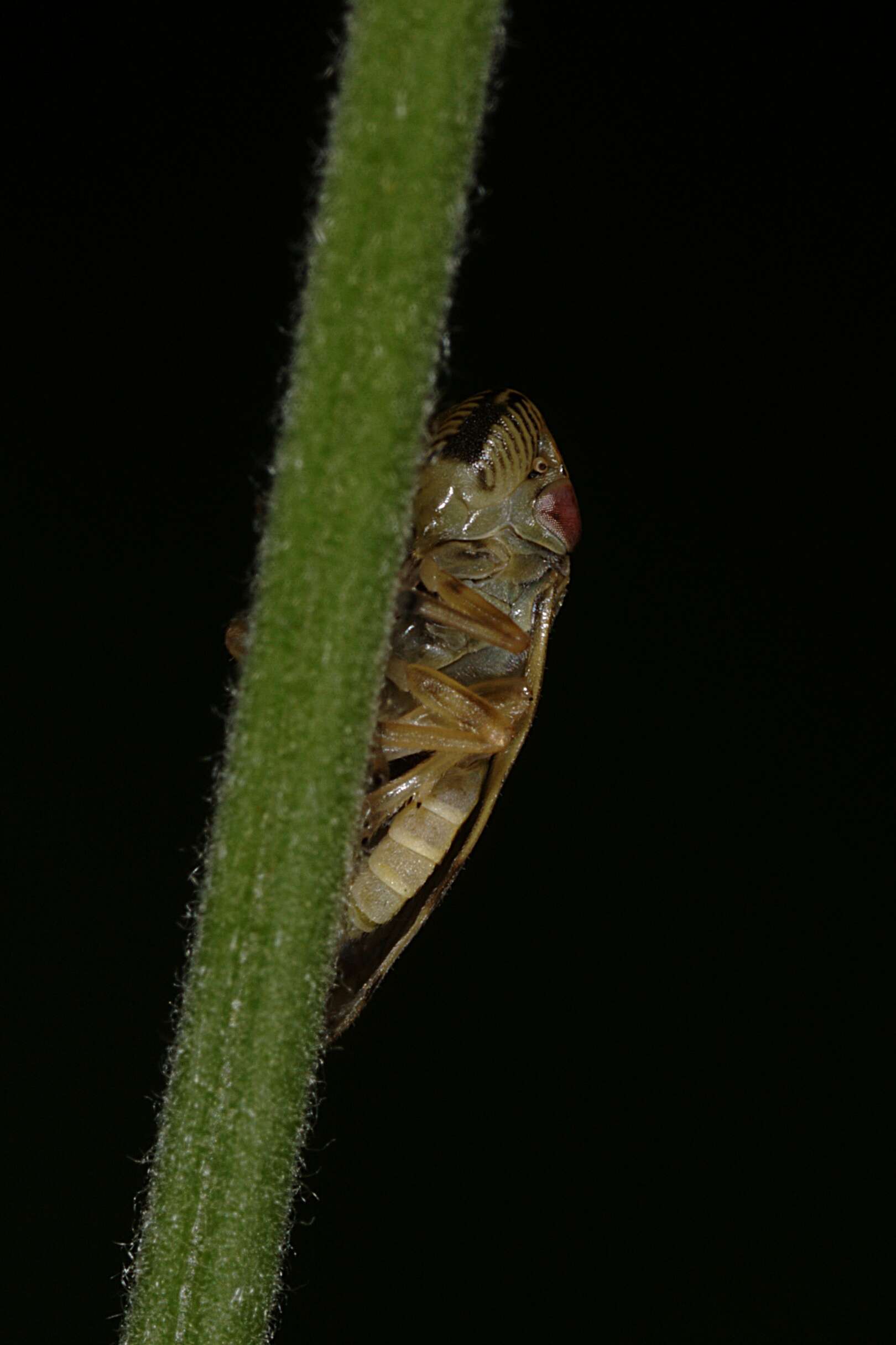 Image of spittlebugs