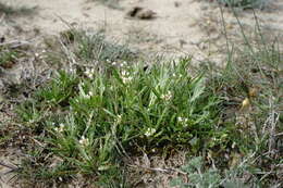 Image of Neotorularia torulosa (Desf.) Hedge & J. Léonard