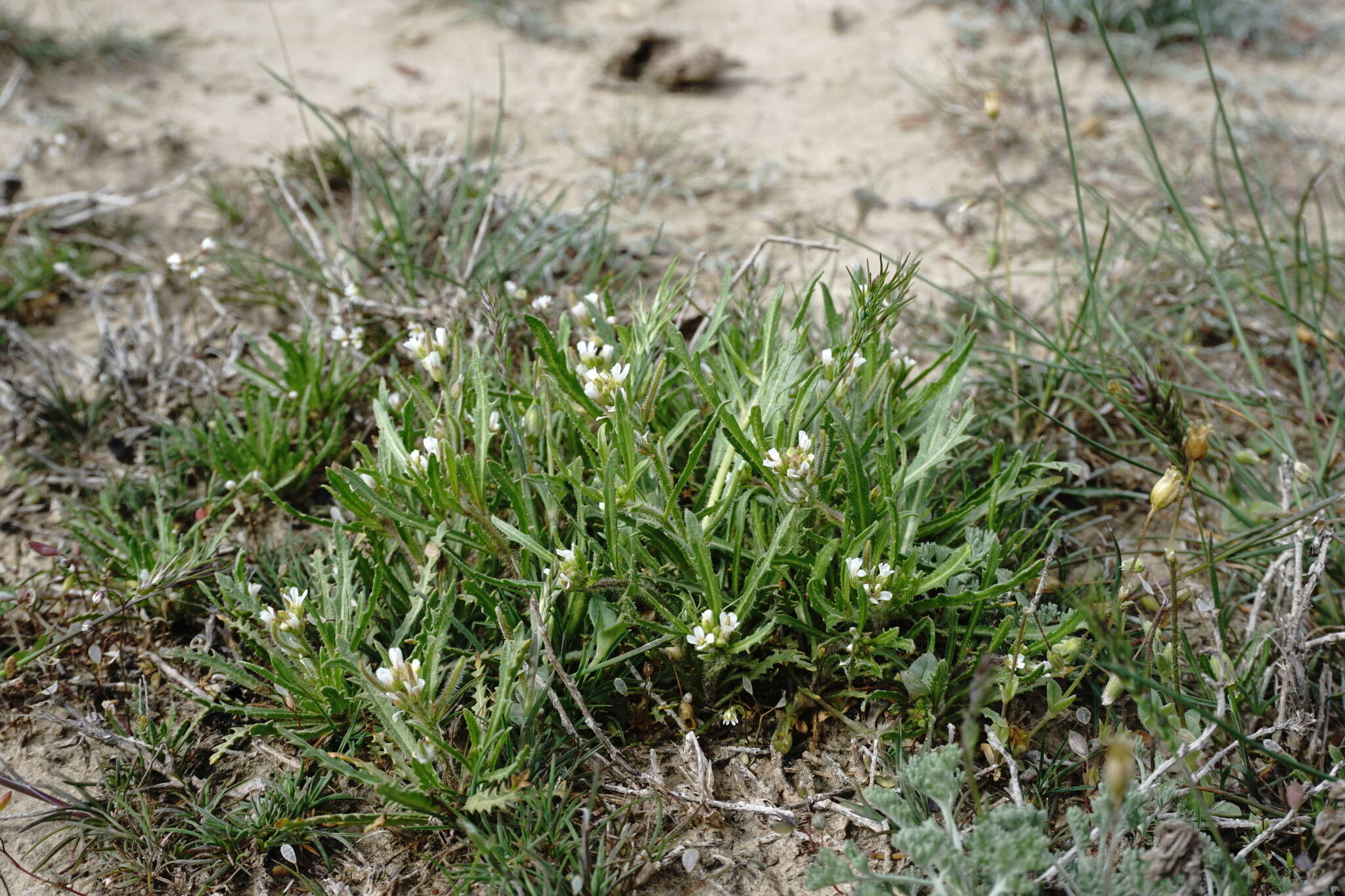 Imagem de Neotorularia torulosa (Desf.) Hedge & J. Léonard